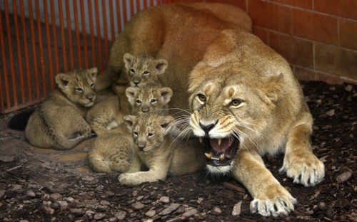 theanimalblog: Shirwane, an Indian lion, with her six-week-old cubs in their enclosure in Budapest Z