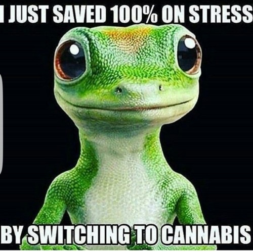 cloudsofcannabliss420:  For more - @cloudsofcannabliss420