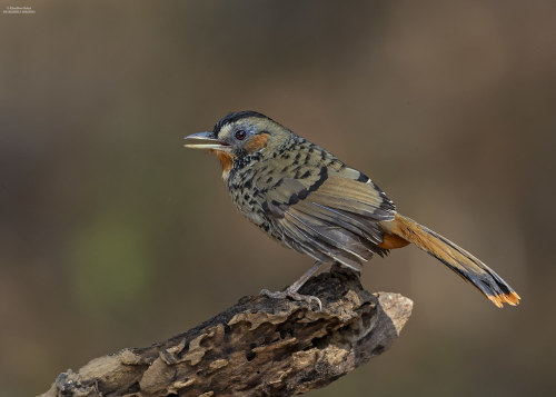 Rufous-chinned Laughingthrush (Ianthocincla rufogularis)© KHUSHBOO &amp; RAHUL SHARMA