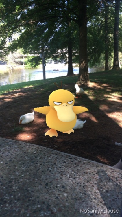 thesanityclause: This psyduck was blending in and defending his crew this morning