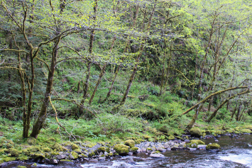 bright-witch:Columbia River Gorge, Oregon, photography by me. Please do not remove credit!