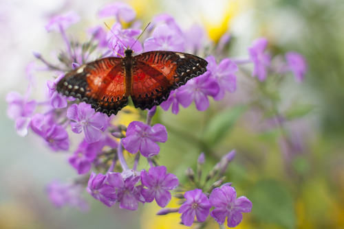 Butterfly / Vlinder by ♥siebe © on Flickr.