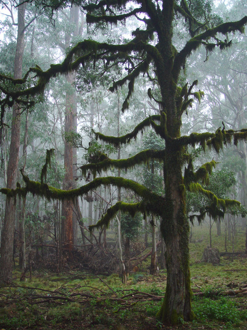 quiet-nymph:Photography by Dean Malandris