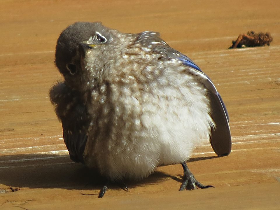 fat-birds:  ehlonnastar: Photo my mom took of a juvenile bluebird in our backyardmod:
