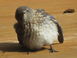 Fat-Birds:  Ehlonnastar: Photo My Mom Took Of A Juvenile Bluebird In Our Backyardmod: