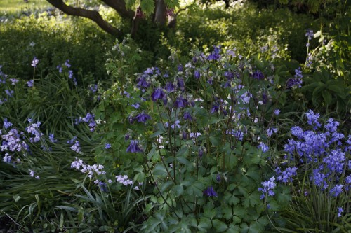 90377:Bluebells and other flowers at the botanical garden, May 2016Tumblr | Instagram | Etsy Shop