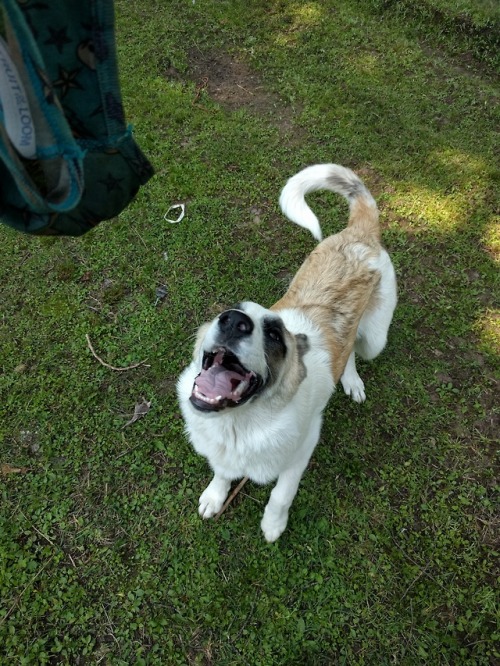 Inside the goat pen and puppy shenanigans.Luci stole a pair of Jr.’s underwear while he was 