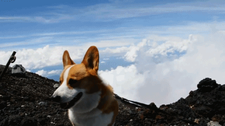 corgis-everywhere:[Top of Mt. Fuji]