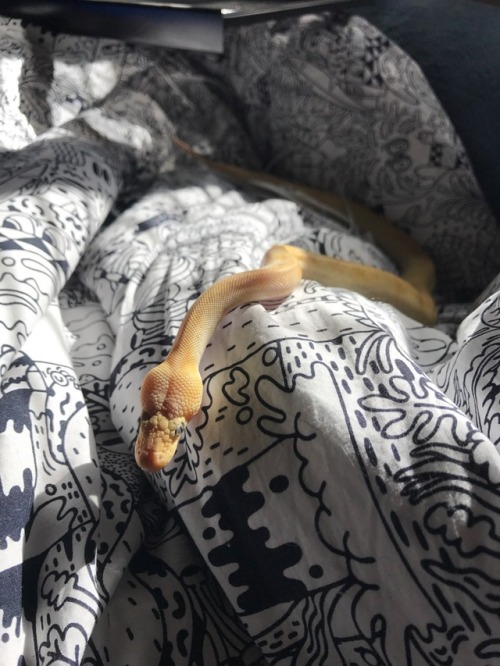 thedeaddog: i got some good pics of my snake so i thought i would share :-) his name is seymour and 