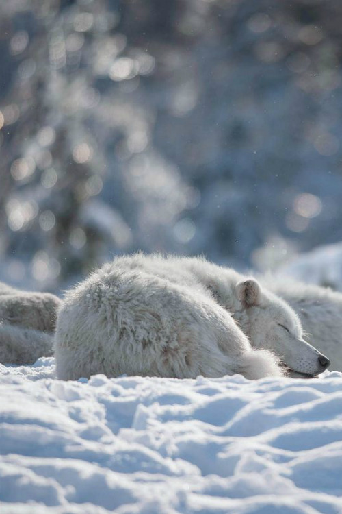 ilaurens:  Peaceful Pack - By: (Justin Lo) 