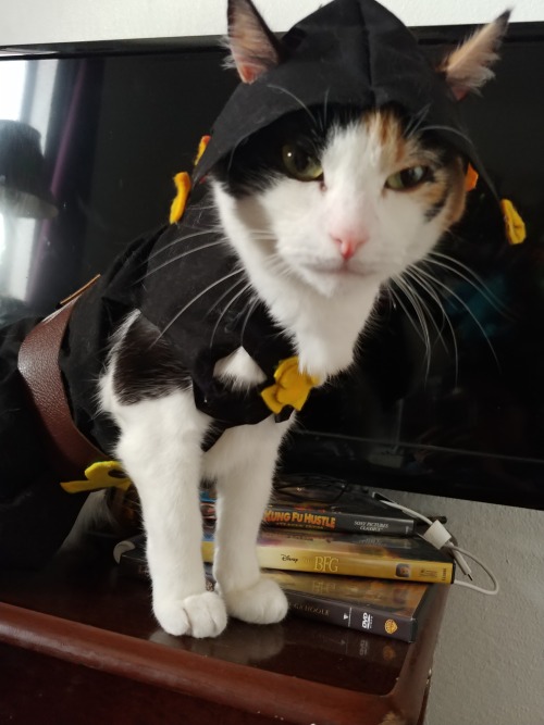 Catsotto Catsotto