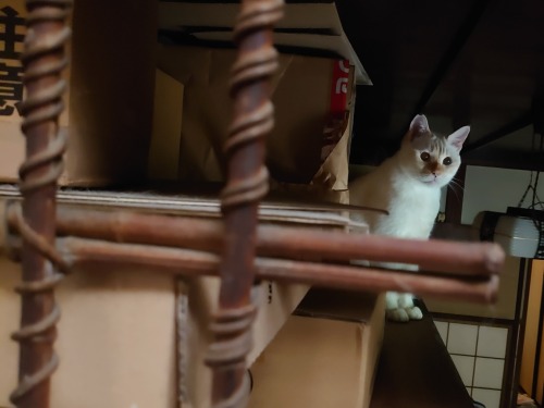 straycatj:This is one of my secret places ここ…オレのヒミツばしょのひとつ…