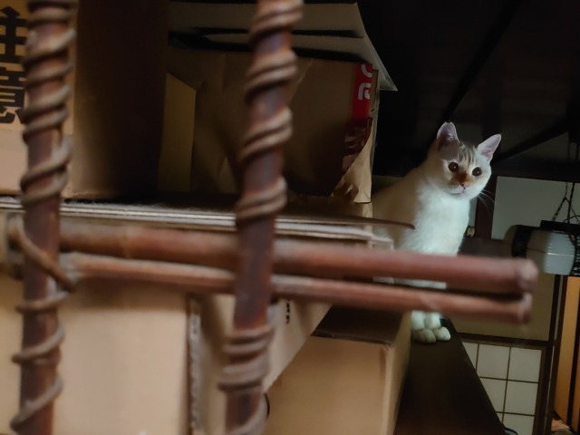 straycatj:This is one of my secret places ここ…オレのヒミツばしょのひとつ…