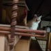 straycatj:This is one of my secret places ここ…オレのヒミツばしょのひとつ…