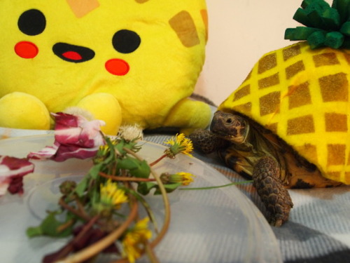 tort-time:  This year, in honor of the upcoming @psych_usa movie, Zoya decided to dress up as a Pine