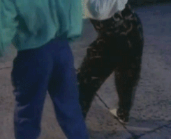 ziggystardust1972:  having a bad day? here is a gif of david and mick shaking their asses  