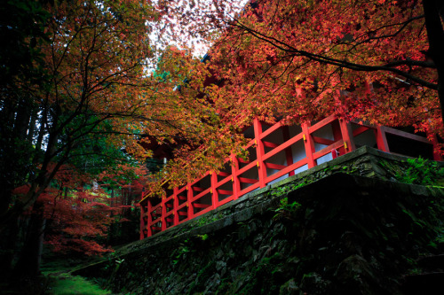 Autumn leaves viewing (kôyô) at Enryaku-ji, by Prado Enryaku-ji is a very famous monaste