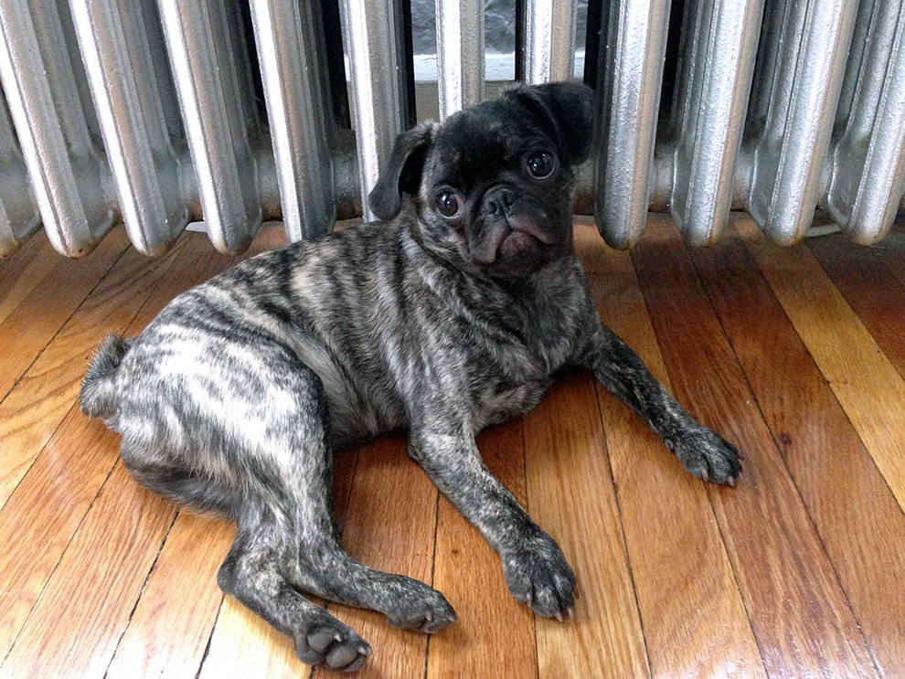 brindle pug puppy