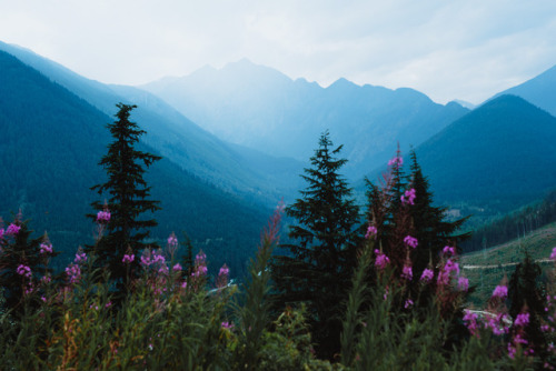 Somewhere down a forest service road in the middle of Canada is this little yurt in the trees and if