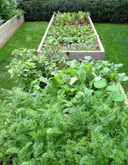 ediblegardensla:Growing carrots, radishes, lettuce, swiss chard, peas and more in the winter garden.