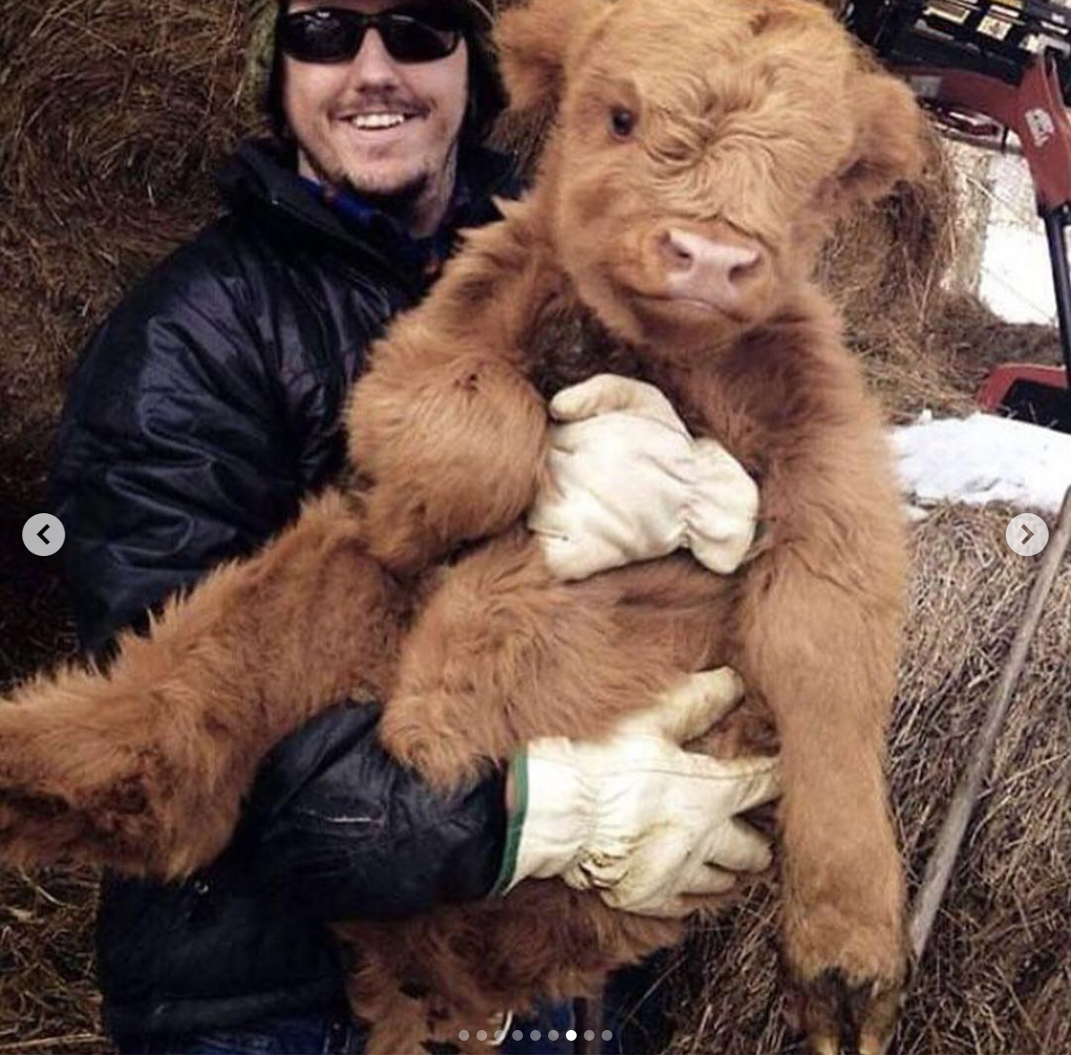 babyanimalgifs:  Credits @happyhensandhighlands @riuttahighland@ratiaranch @greenlanefarm@highlandcattleofsaarela