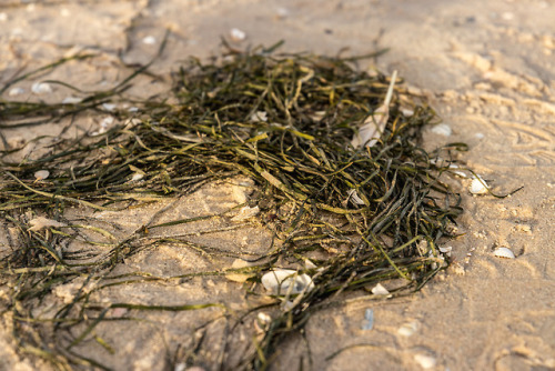 Sea weed on beach.Still life.