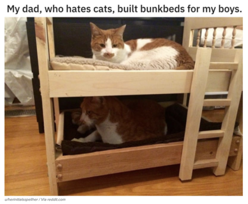 spaceiissaa: catsbeaversandducks:10 Dads Who Didn’t Want A Cat  Via BuzzFeed@saltedsprinkles