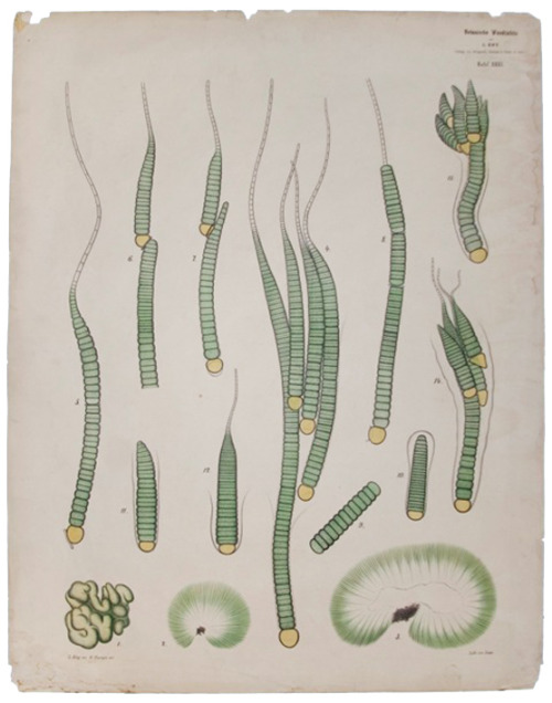 Leopold Kny, wall charts with forms of algae. Germany. Farlow Library of Cryptogamic Botany. Via Har