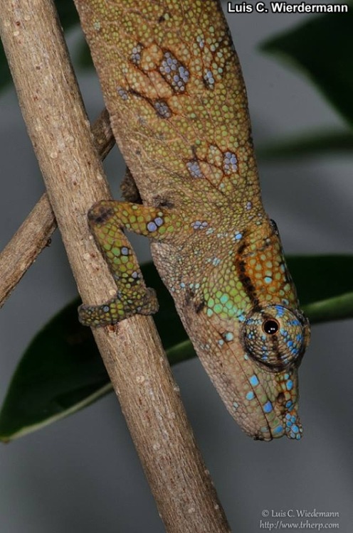 Karma ChameleonsFacebook -T.R. Herp shows off an album of rare Calumma chameleons. None of these ani