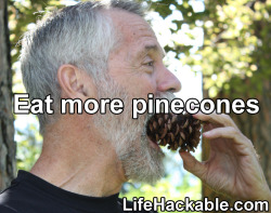 jodyrobots:  assgod:  stop these there are people who will probably do this now  if youre dumb enough to eat a pinecone because tumblr said so, im thinking you deserve to 
