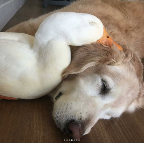 babyanimalgifs:This melted my heart ♥️ via (@ducksmakegreatpets)