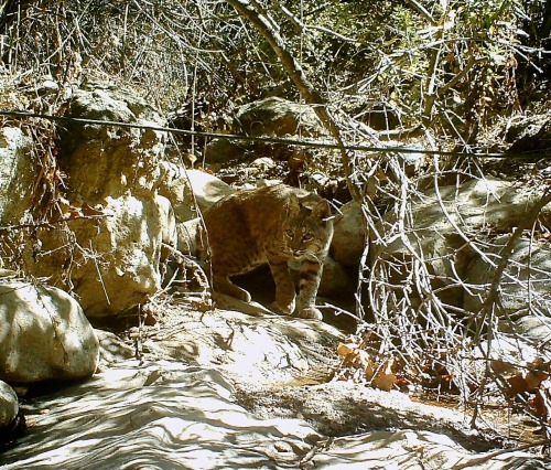 Bobcat - Griffith Park