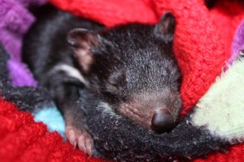 Sex catsbeaversandducks:Tasmanian Devil Babies!There’s pictures
