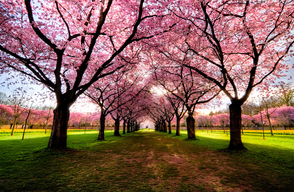 odditiesoflife:  The Most Beautiful Trees in the World Portland Japanese Garden,