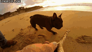 cute-overload:  Pug and his stickhttp://cute-overload.tumblr.com source: http://imgur.com/r/aww/FH2Yygf