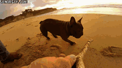 cute-overload:  Pug and his stickhttp://cute-overload.tumblr.com source: http://imgur.com/r/aww/FH2Yygf