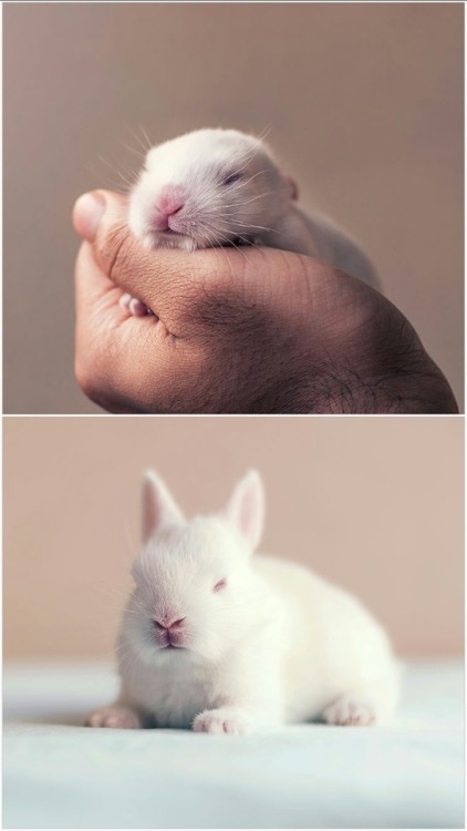 southbreak: lolawashere: I Did A Newborn Photo Shoot With My Baby Bunny This is hands down the best 