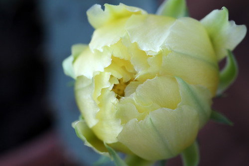 Blooming cactus.