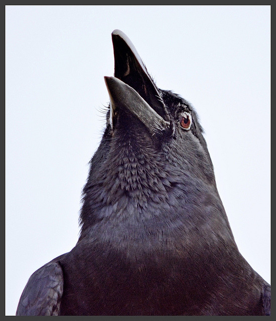 wapiti3:  crow on Flickr. Via Flickr: Ajay Ramakrishnan Photos