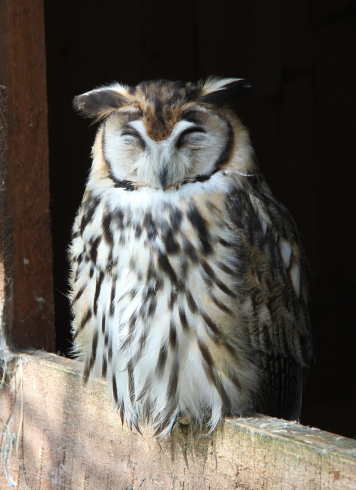 owlsday:Striped Owl 