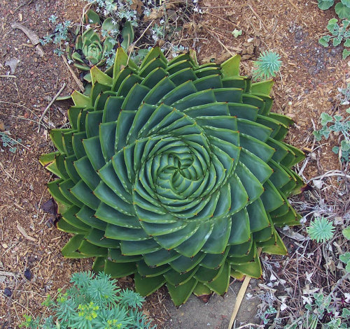 sa-waai: mayahan: Photos Of Geometrical Plants For Symmetry Lovers  Sacred Geometry