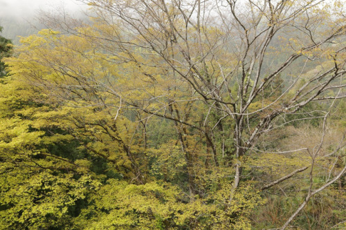 Spring Trees and Mist 朝の霞と木々の景色 by Peter Skov