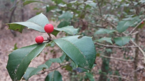 continent-of-wild-endeavor:Just some things I saw on a late-November hike.