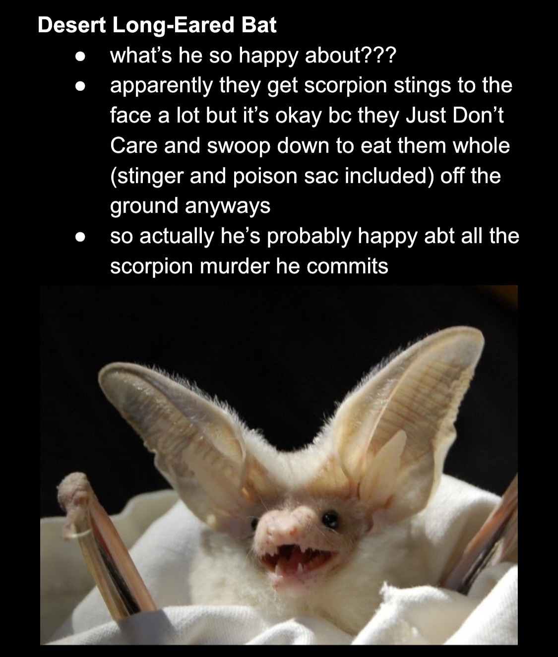 cryptcatz:found an old google doc i made of my favorite bat species. you should suggest