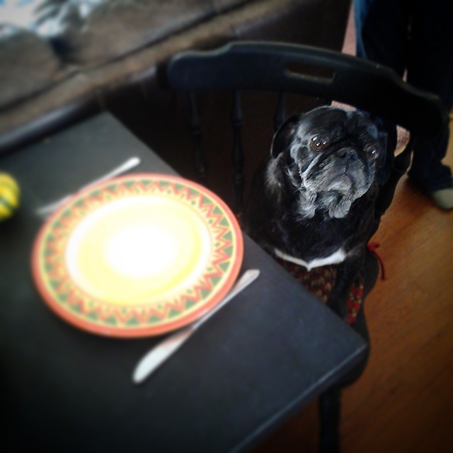 ilovepugs4ever:  Follow Dog Quotes.