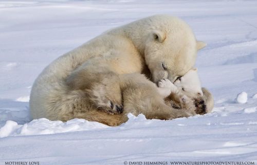 It’s been a stressful couple of weeks. You deserve these.Heartwarming Photos of Polar Bears and Cubs