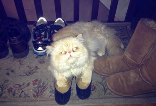 lucifurfluffypants:Fluffy Facts Friday1. I really like shoes, but I know better than to chew on them