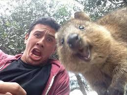 grimphantom:pizzaismylifepizzaisking:i-might-be-misha:this is the quokka its the happiest animal ever its always smilingeven when its asleepit might be one of the cutest marsupials in the worldi mean look at that faceso preciousHe’s really happy…..someone