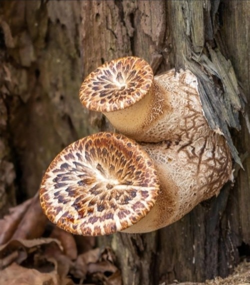 Drayad's Saddle Mushroom : : Fungiwoman : :
