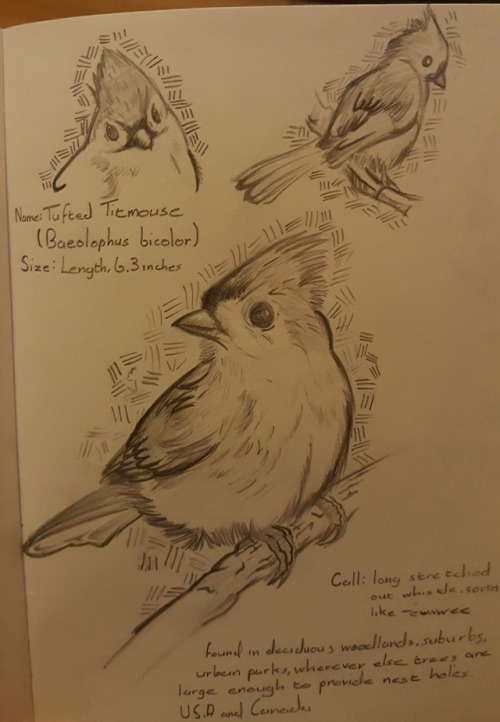New semester, new project. Gotta draw an entire sketch book full of birds&hellip;&hellip;won